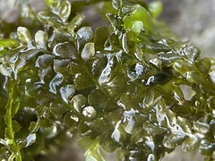 Chiloscyphus polyanthos