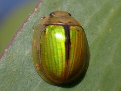 Paropsisterna hectica