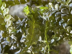 Chiloscyphus polyanthos