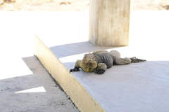 Cyclura nubila