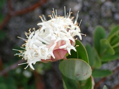 Pimelea ligustrina ciliata