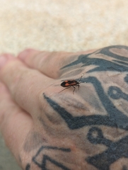 Delacampius lateralis