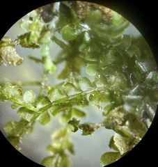 Chiloscyphus polyanthos