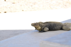Cyclura nubila
