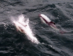 Sagmatias australis