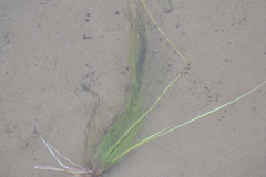 Schoenoplectus subterminalis