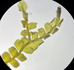 Chiloscyphus polyanthos