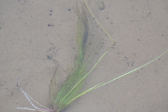 Schoenoplectus subterminalis