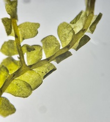 Chiloscyphus polyanthos