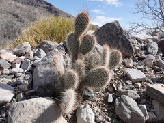 Opuntia diploursina