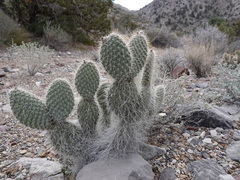 Opuntia diploursina