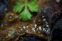 Gliocladium polyporicola