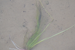 Schoenoplectus subterminalis