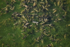 Melanoides tuberculata