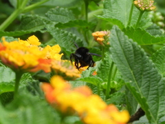 Bombus pauloensis