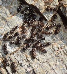 Crematogaster auberti