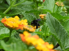 Bombus pauloensis