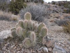Opuntia diploursina