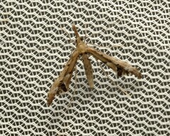 Tineodes adactylalis