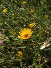 Grindelia pulchella