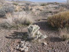 Opuntia diploursina