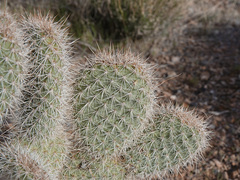 Opuntia diploursina
