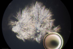 Gliocladium polyporicola