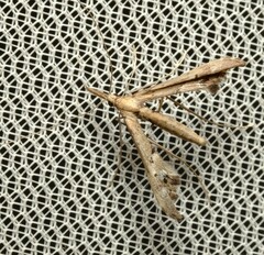 Tineodes adactylalis