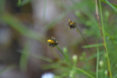 Xyris difformis