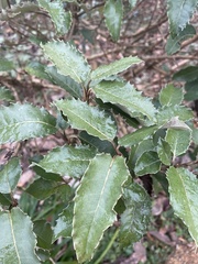 Olearia × macrodonta