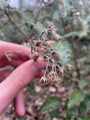 Olearia × macrodonta
