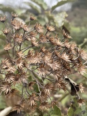 Olearia × macrodonta