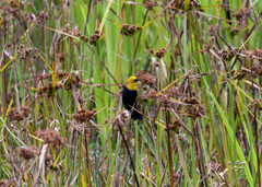 Chrysomus icterocephalus
