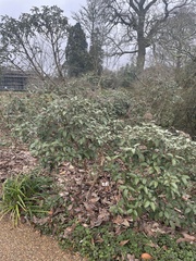 Olearia × macrodonta