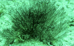 Melithaea ochracea