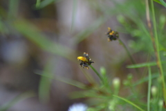 Xyris difformis
