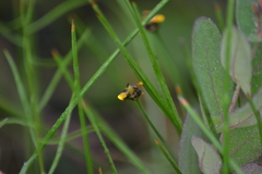 Xyris difformis