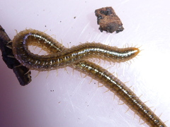 Henia vesuviana