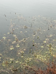 Ludwigia repens