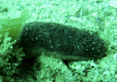 Holothuria edulis
