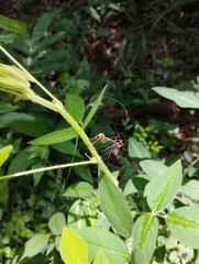 Desmodium uncinatum