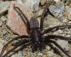 Segestria florentina