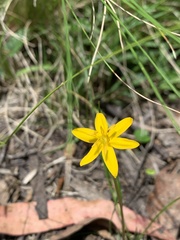 Hypoxis hygrometrica