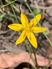 Hypoxis hygrometrica