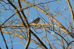 Pheucticus chrysopeplus