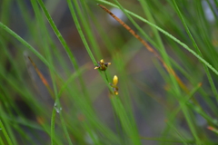 Xyris difformis