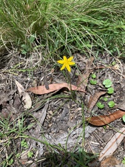 Hypoxis hygrometrica