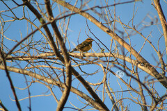 Pheucticus chrysopeplus