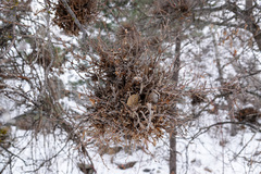 Arceuthobium vaginatum