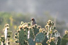 Melanerpes hypopolius